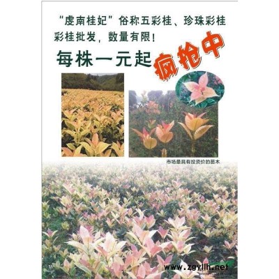 “虔南桂”俗称五彩桂，珍珠彩桂每株一元起售