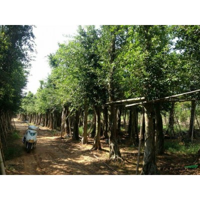 福建紫色花三角梅盆景 漳州造型三角梅盆景价格 漳州三角梅桩景