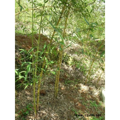 垂丝海棠15cm