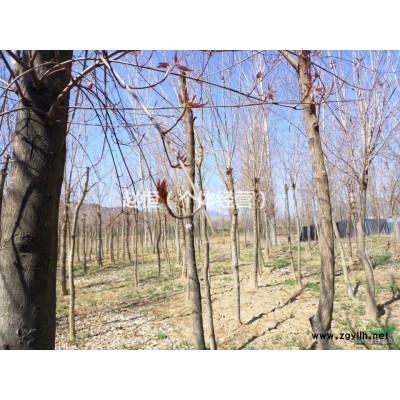 急售五角枫，5--12公分