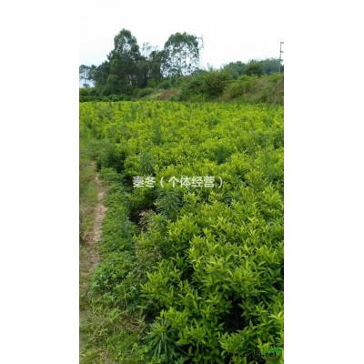 大量出售酸柑苗罗汉松茶花四季桂