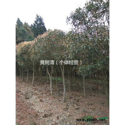 大量优质供应各种大小环保桂花树