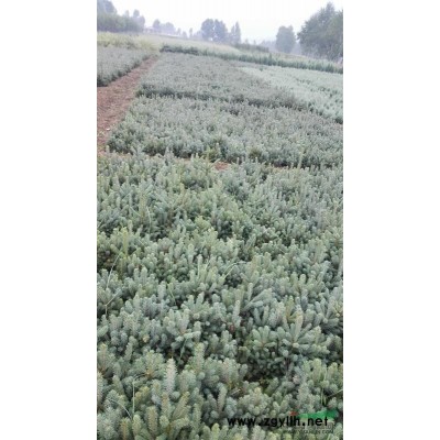 青海互助供应云杉，圆柏