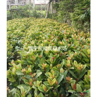 本地罗汉松袋装一米高 一米二高  一米五以上都有2-5公分头