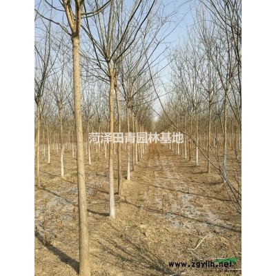 山东菏泽供应7、8公分老式国槐，一*树，分支点2.5-2.8