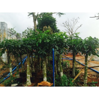 H150cm左右数量30~40，处理出售发财树