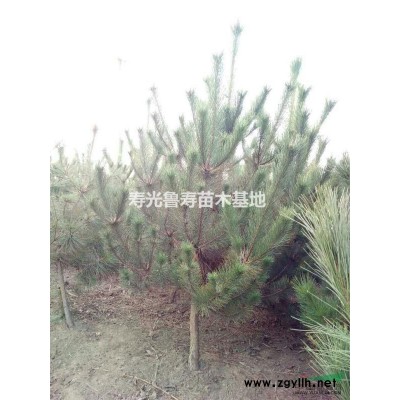 出售黑松苗2-3米高的2万颗：