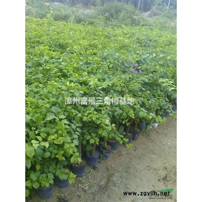 福建漳州供应三角梅
