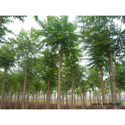 白皮松认准河北荣盛 物美价廉 成活率高