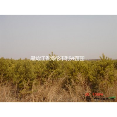 白桦8-13公分独杆