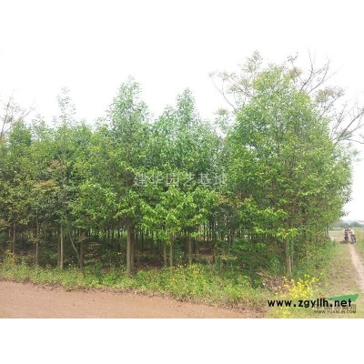 8-15公分八月桂 常年供应