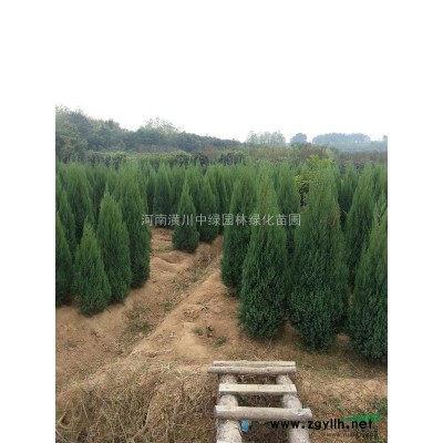 黄山栾树(南栾) 潢川栾树 安徽栾树