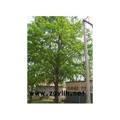 银杏树2-60公分