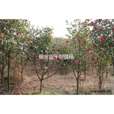 浙江丽水供应 红豆杉