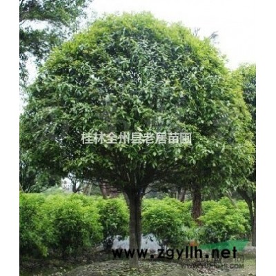 桂花树/银杏/茶花/红枫/桂林桂花树报价