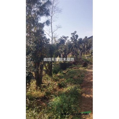 高山杜鹃马樱花