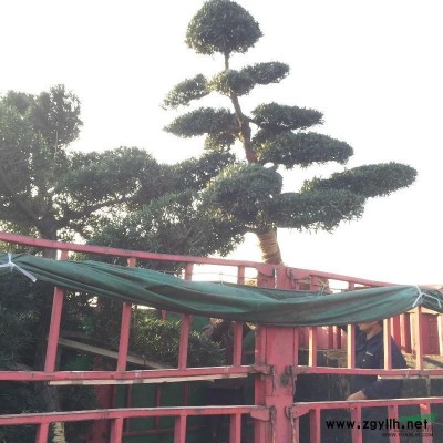 湖南长沙精品桂花树