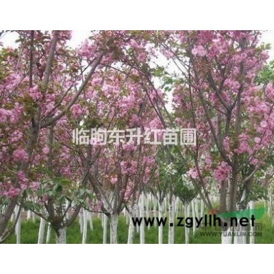 山东潍坊日本樱花低价处理，米径7-8cm