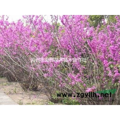 山东黄金槐 金叶榆价格 红枫批发商