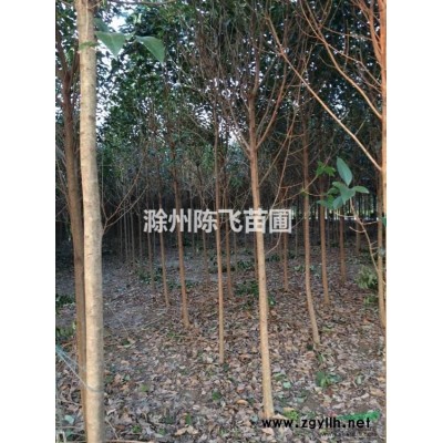 2016年安徽朴树怎么卖？安徽朴树批发价格怎么样？