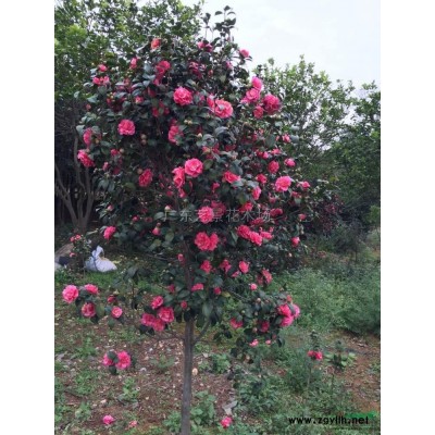 红桂花15～20CM冠幅4.5～6米9行情报价\红桂花15～