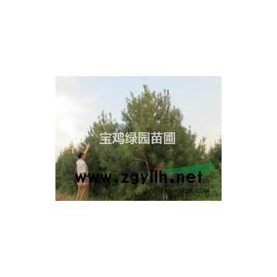 出售优质美观白皮松（陕西宝鸡）