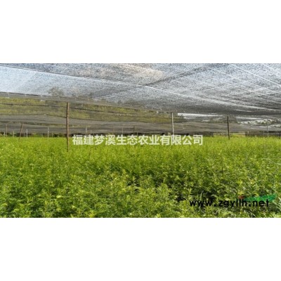 竹柏苗 销售10万棵竹柏苗