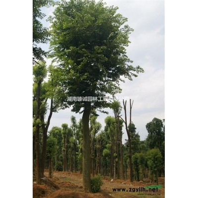 18公分无患子树  无患子树价格  哪里有无患子树