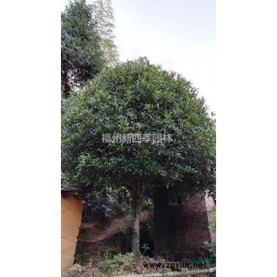 福建地区供应地径26公分银桂