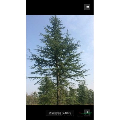 15-26公分，高8-12米雪松。