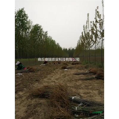 中国*低价出售紫穗槐