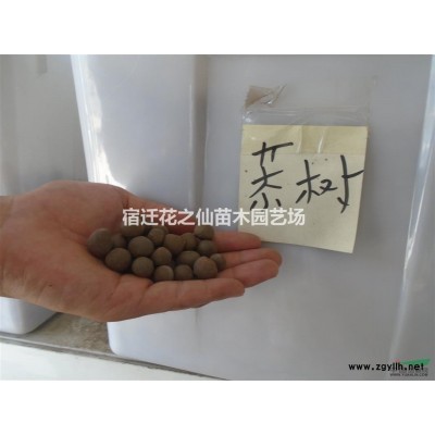 苏北黄杨柱，黄杨苗