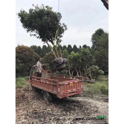大量批发桂花树，桂花树苗