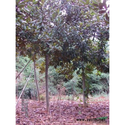 江西地区供应小香樟