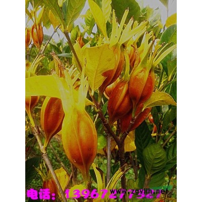 袋装水栀子苗、容器水栀子苗