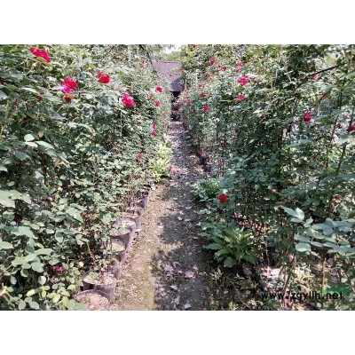 四川蔷薇种植园艺场供应月季