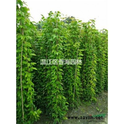 广玉兰 8-25公分广玉兰 基地直销 物美价廉