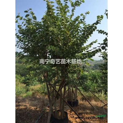 广西南宁柳叶榕8-15公分