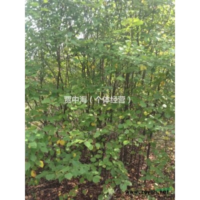 呼伦贝尔供应山丁子裸根断杆1-2公分。4--6公分7公分以上