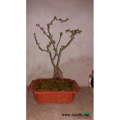 江苏地区供应黑松三公分直径量大，另有枇杷，枣树，各种海棠