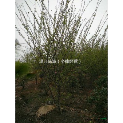 四川供应批量优质红叶石楠笼子