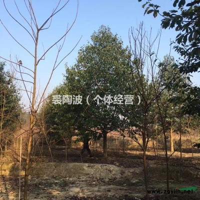 浙江嵊州地区供应无刺枸骨球P30至P300