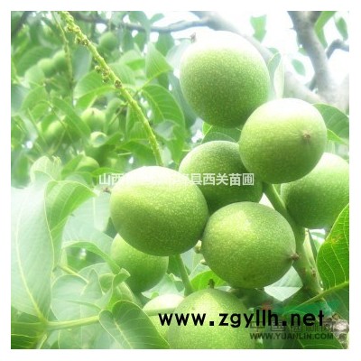 油松，2米油松，白皮松，占地白皮松，国槐，刺槐，香花槐，占地