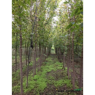 郑州苗圃供应3-8公分复叶槭