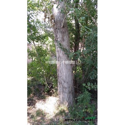 新疆塔城地区   杨树米径20公分以上，300元以上，量多