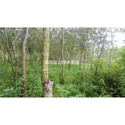 批量供应印度黄檀苗木