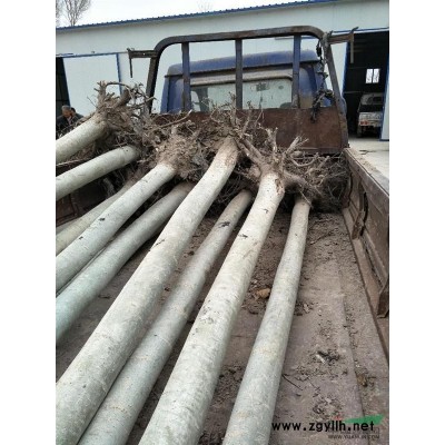 新疆杨大量供应