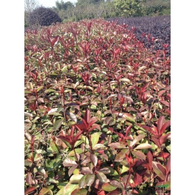 湖南金森女贞小苗信息