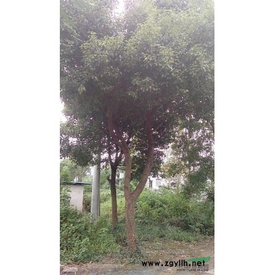 江西香樟树15-40公分