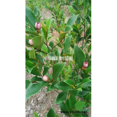 茶花苗金花茶四季金花茶扦插杯苗